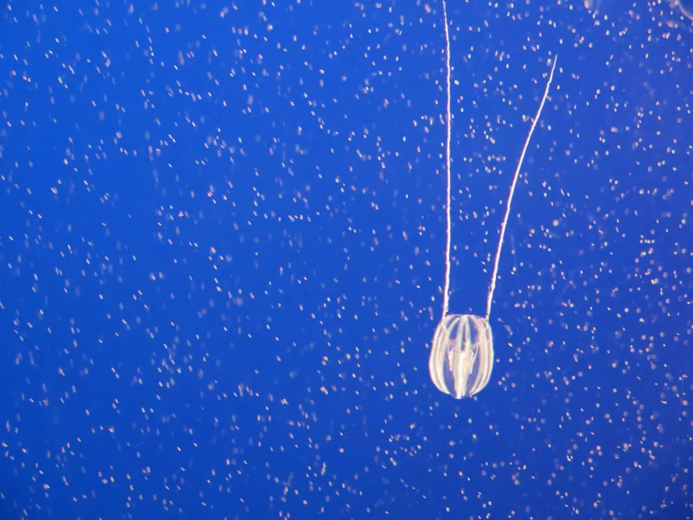 Amazing jellyfish!