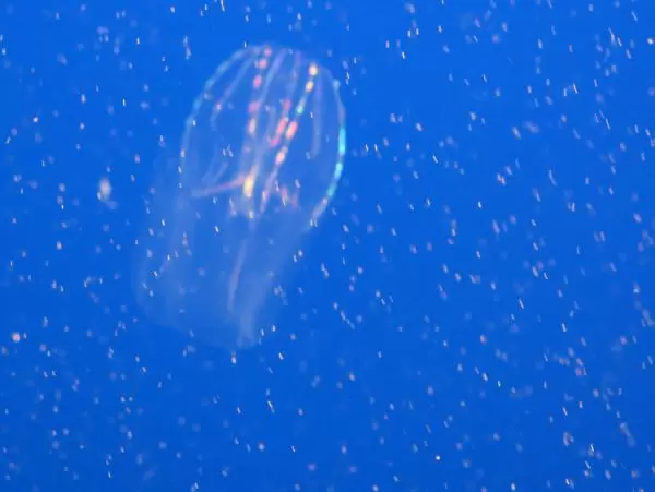 Sea gooseberry, which looks like it has LED lights!