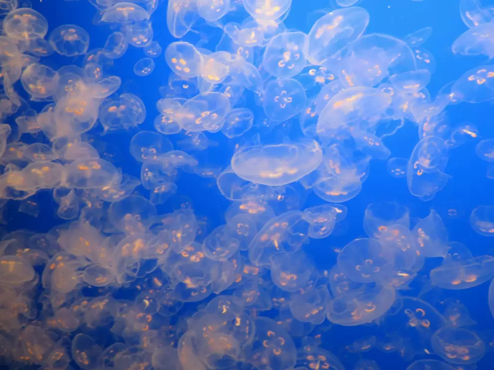 Jellyfish!
