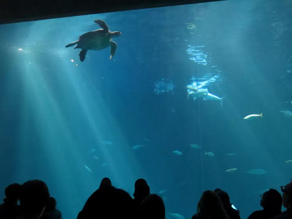 The Open Sea tank is huge!