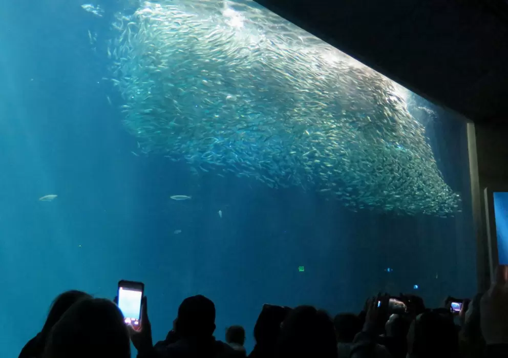 Sardines making a wave, at the Open Sea tank, during the feeding.