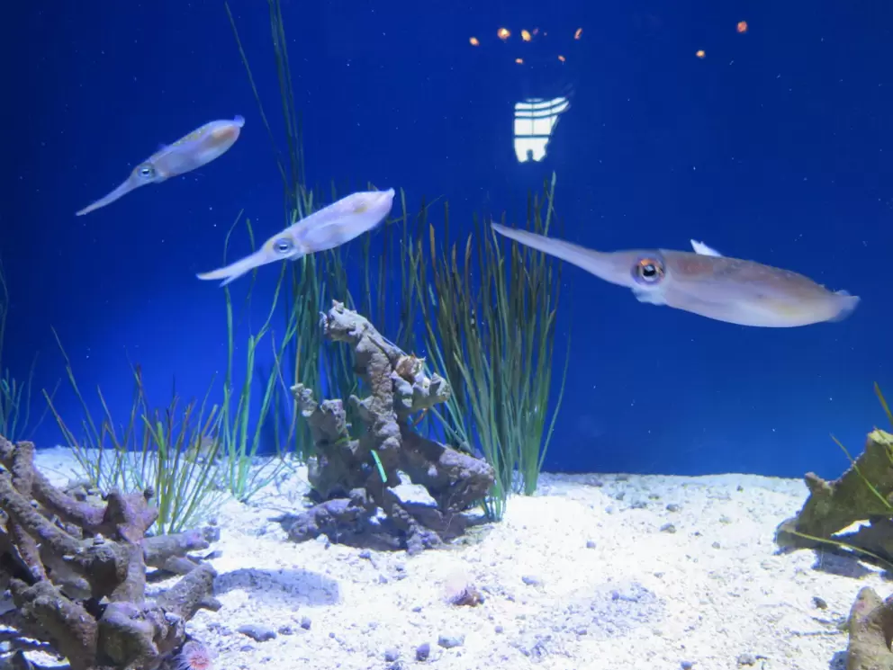 Bigfin reef squid are propelled by jets of water.