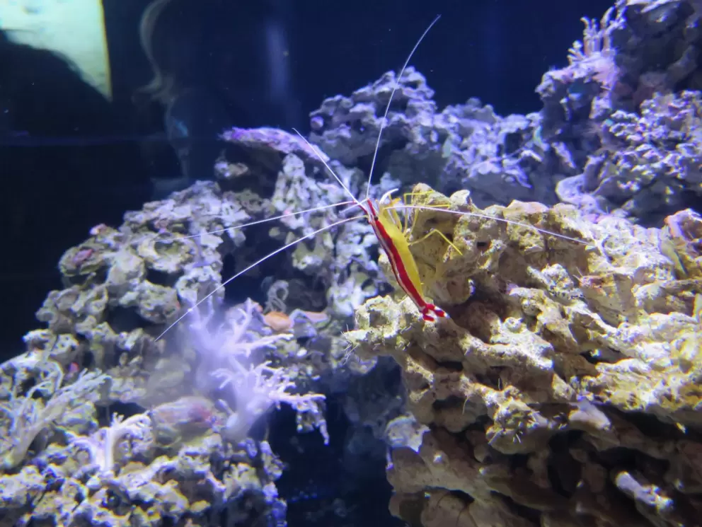 These little guys that clean the eels and other creatures...