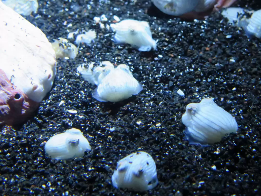 Striped pyjama squid from Australia.