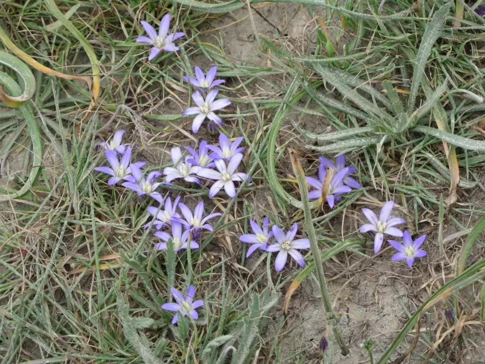 Sweet flowers along the South Shore Trail at Point Lobos State Reserve.