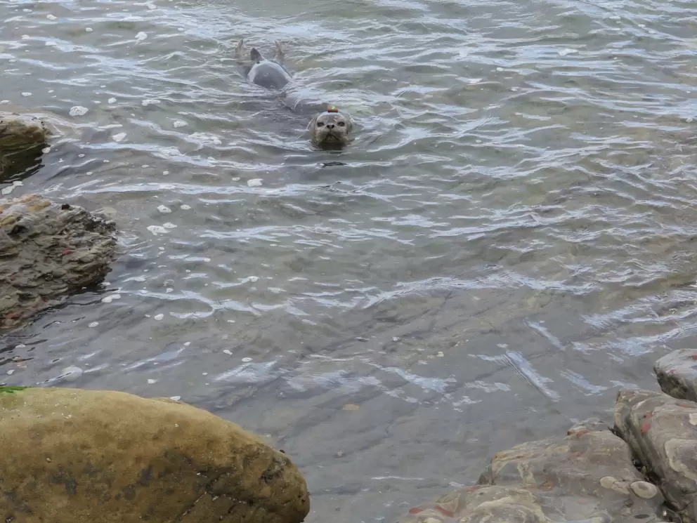 Seal with tracking device on his head.
