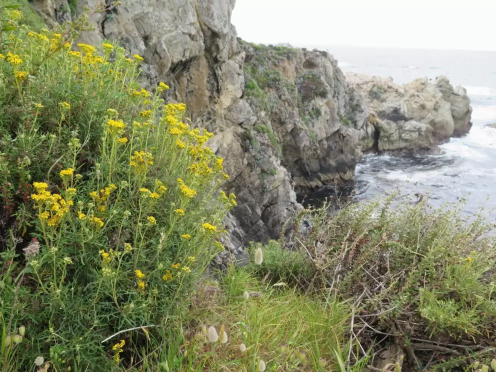 Flowers on the Bird Island Trail.