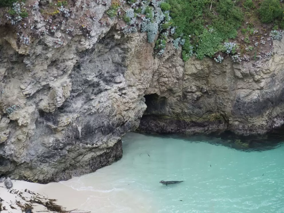 A baby seal swimming by the mermaid cave at China Cove. What a perfect life!