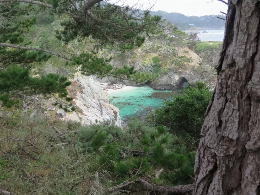 Looking past the cypress trees to China Cove.