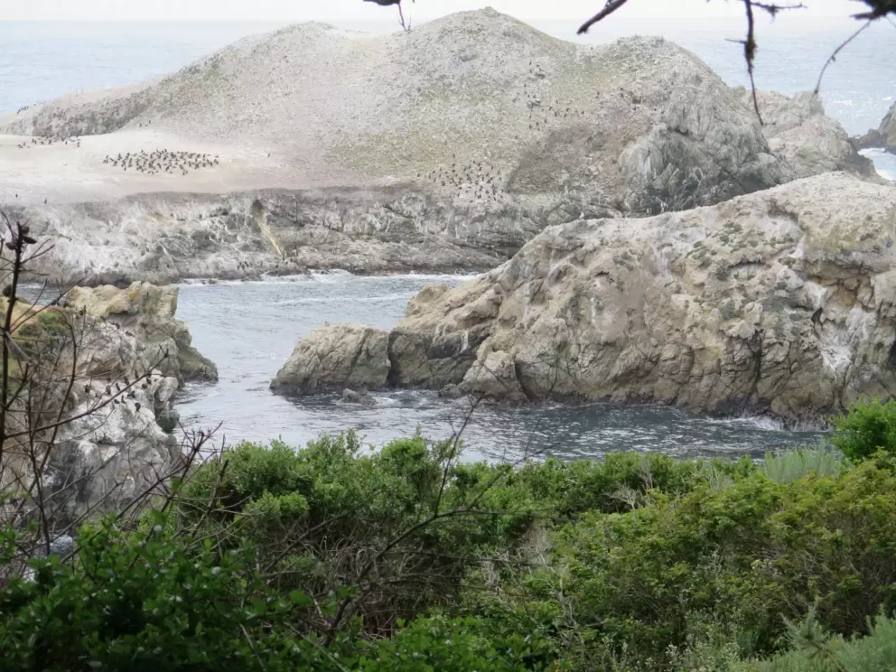 Bird Island is covered in birds!