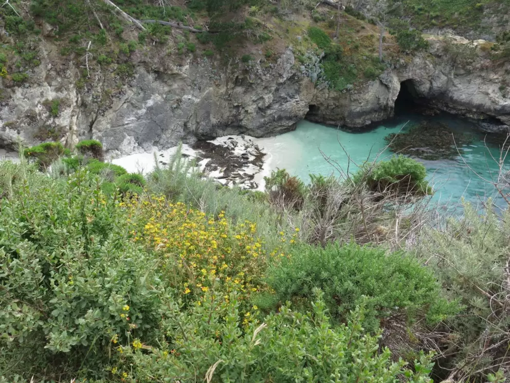 Flowers on the cliff above China Cove.
