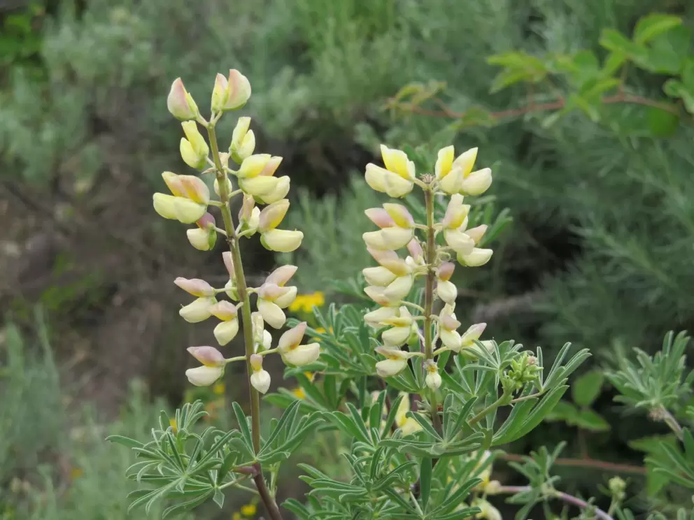 Flowers along the trail.