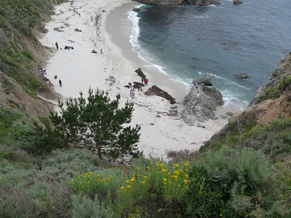 Flowers above Gibson's Beach.