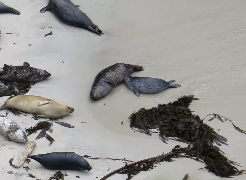 A mother seal nurses her baby on the shore.
