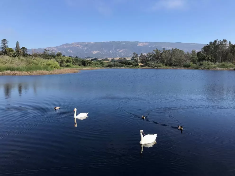 Swans in the lake!