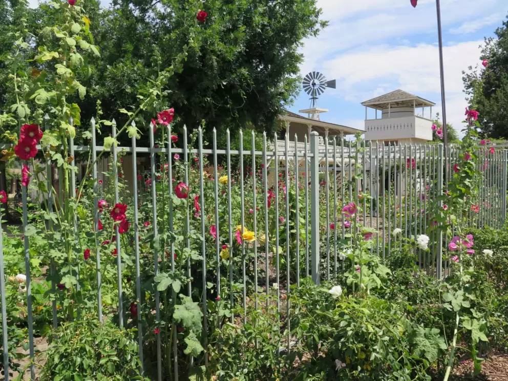 Flowers spilling out from the fence that surrounds Leonis Adobe Museum.