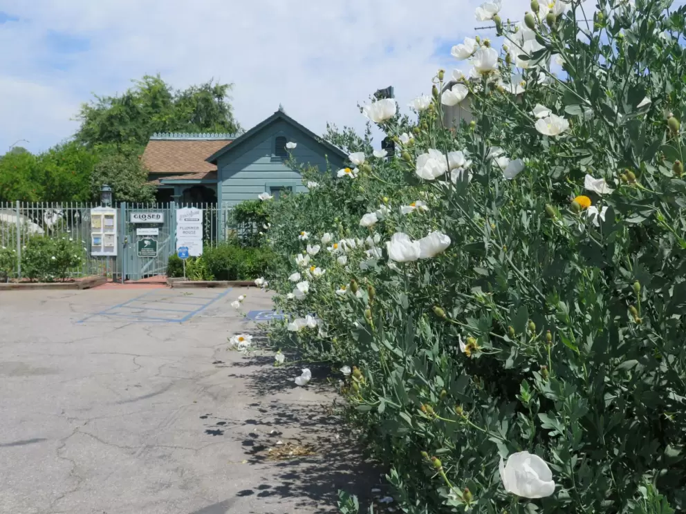 White rock rose flowers and the entrance to Leonis Adobe.