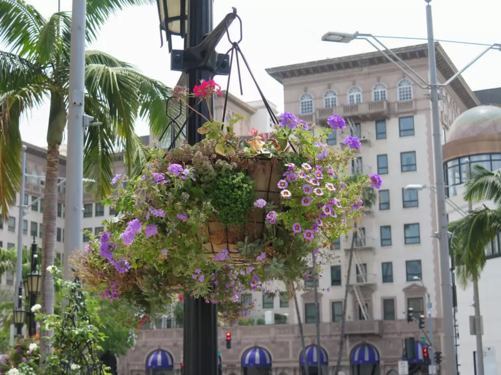 Flower baskets on Rodeo Drive.