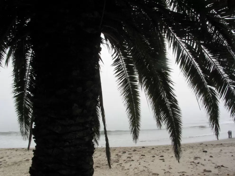 Canary palm above Refugio beach.