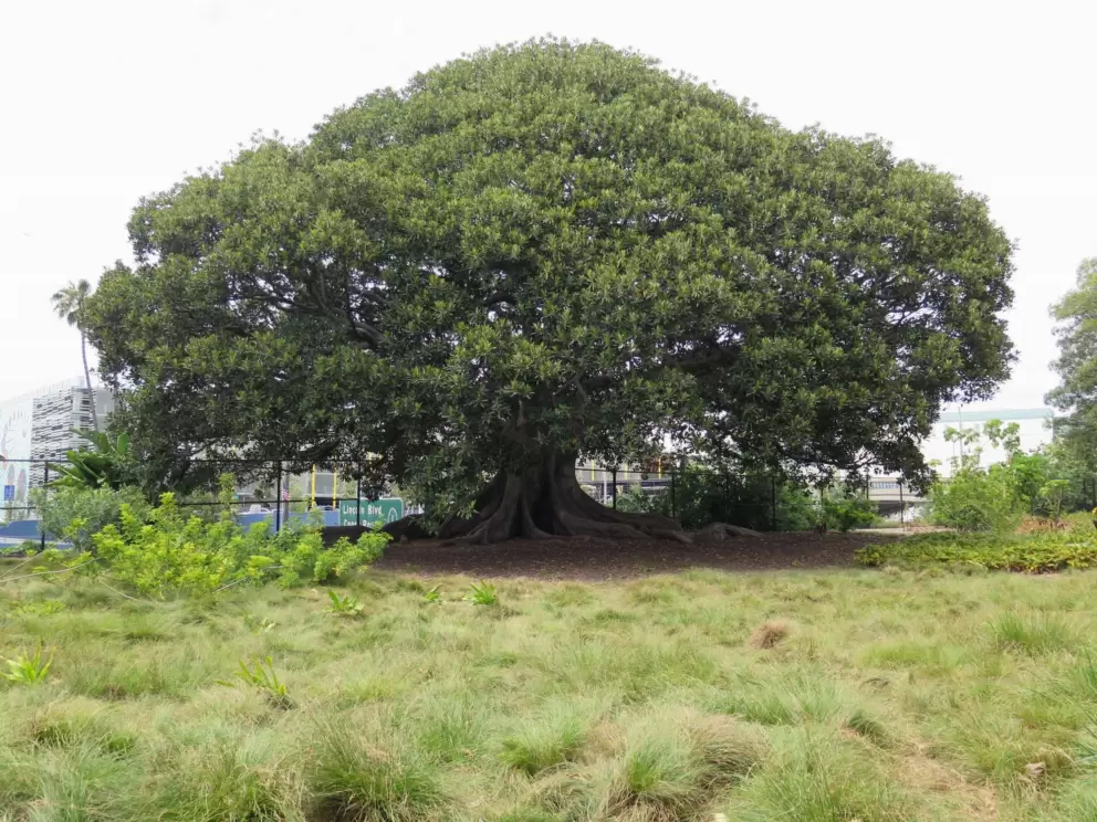 The Moreton Bay Fig tree!