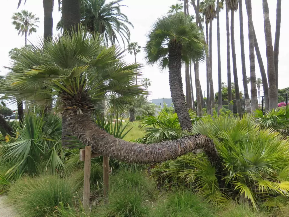 Bendy palm.