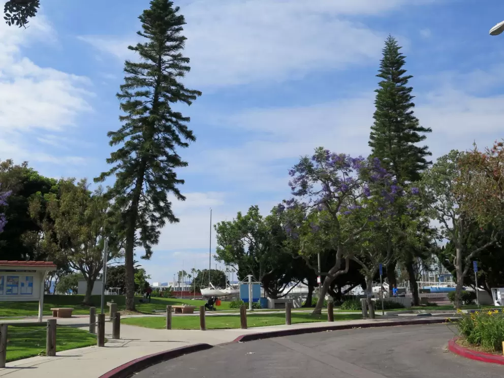 Norfolk pines always make a park look lovely.