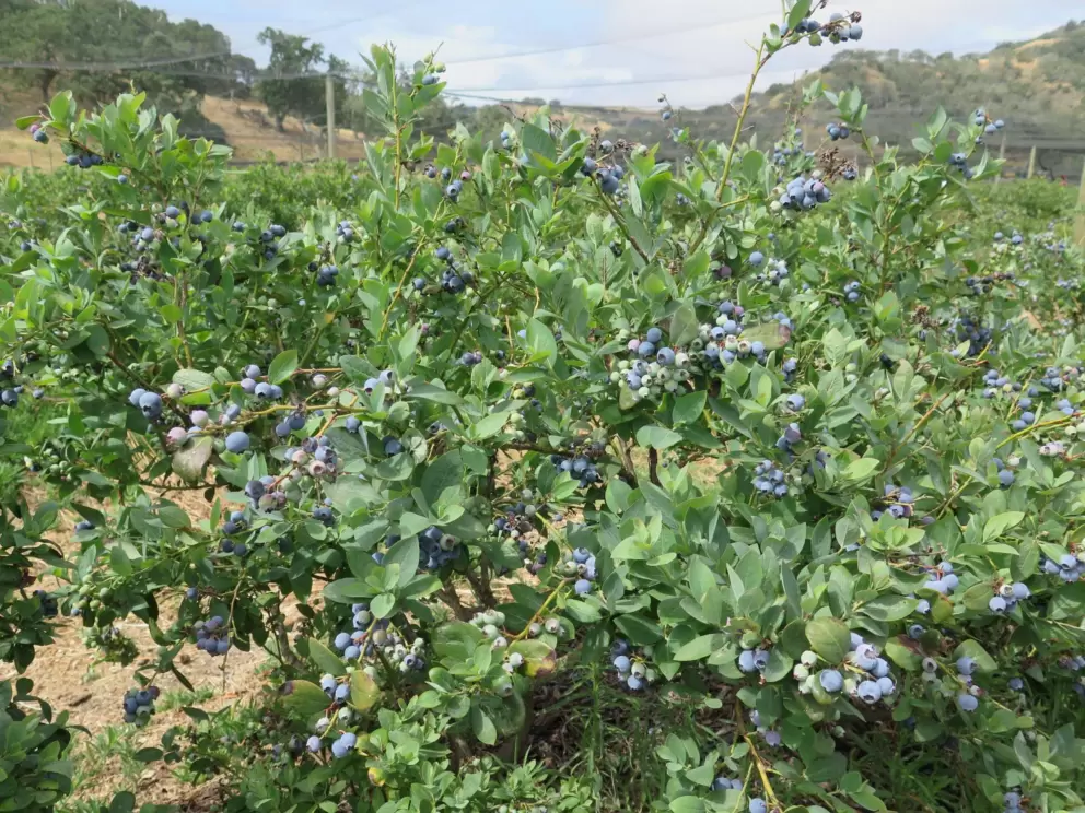 Blueberries galore!