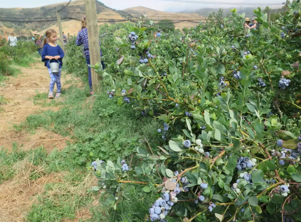 A little girl dressed in blue picking blueberries.