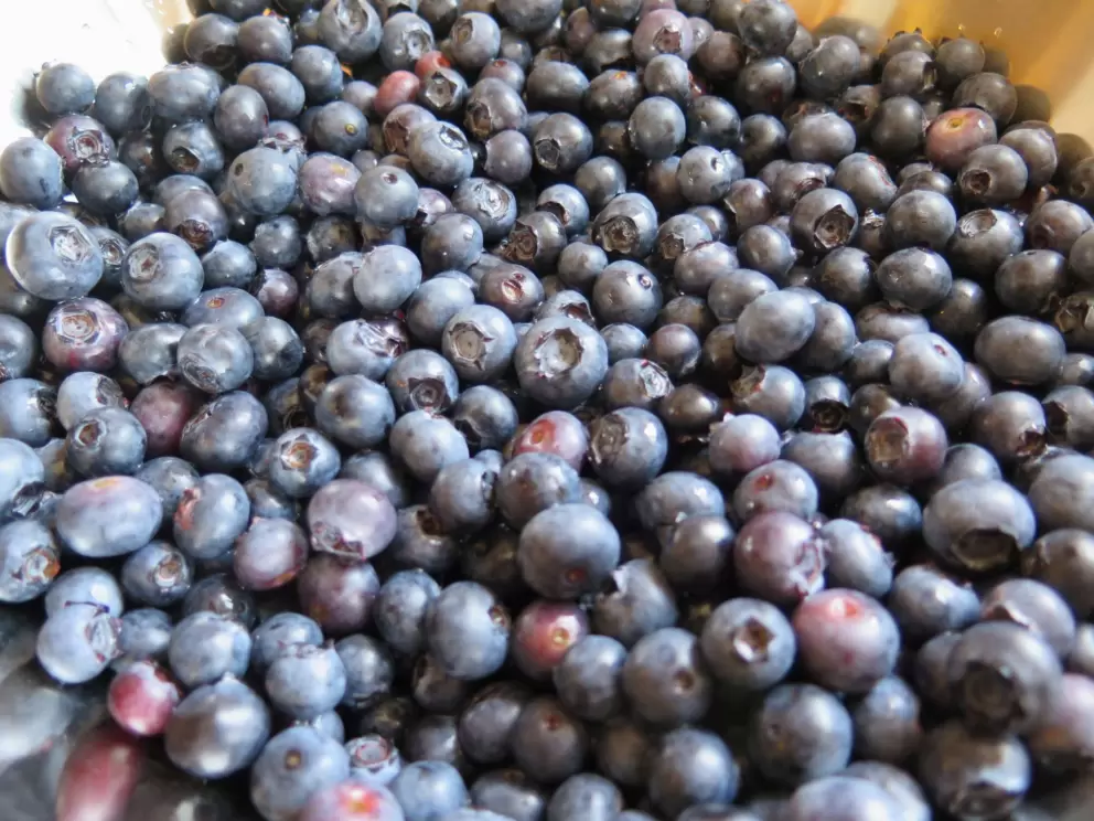 Huge bowl of blueberries, ready to be made into pie!