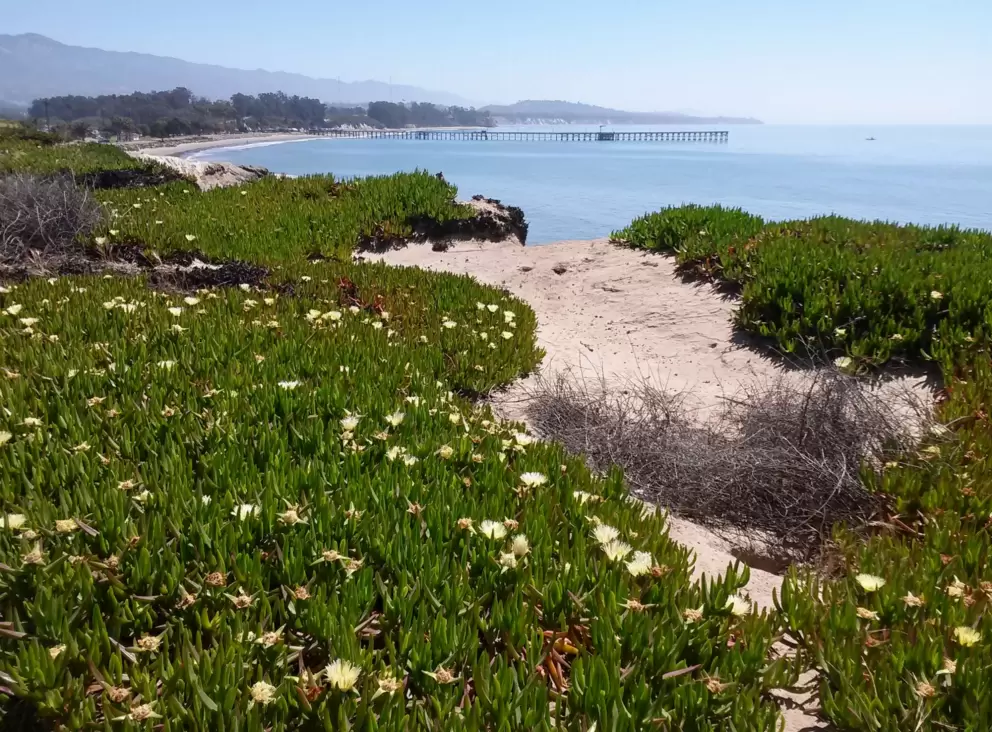 View of Goleta Beach pier, from UCSB.