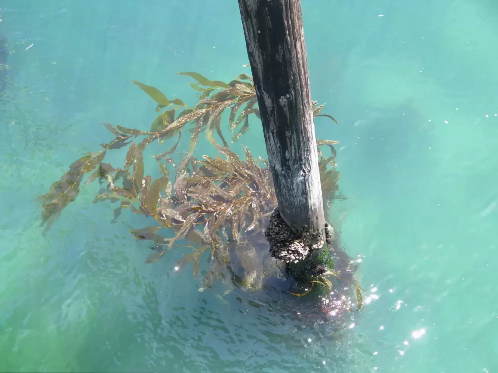 Kelp wrapped around a pier pilon.