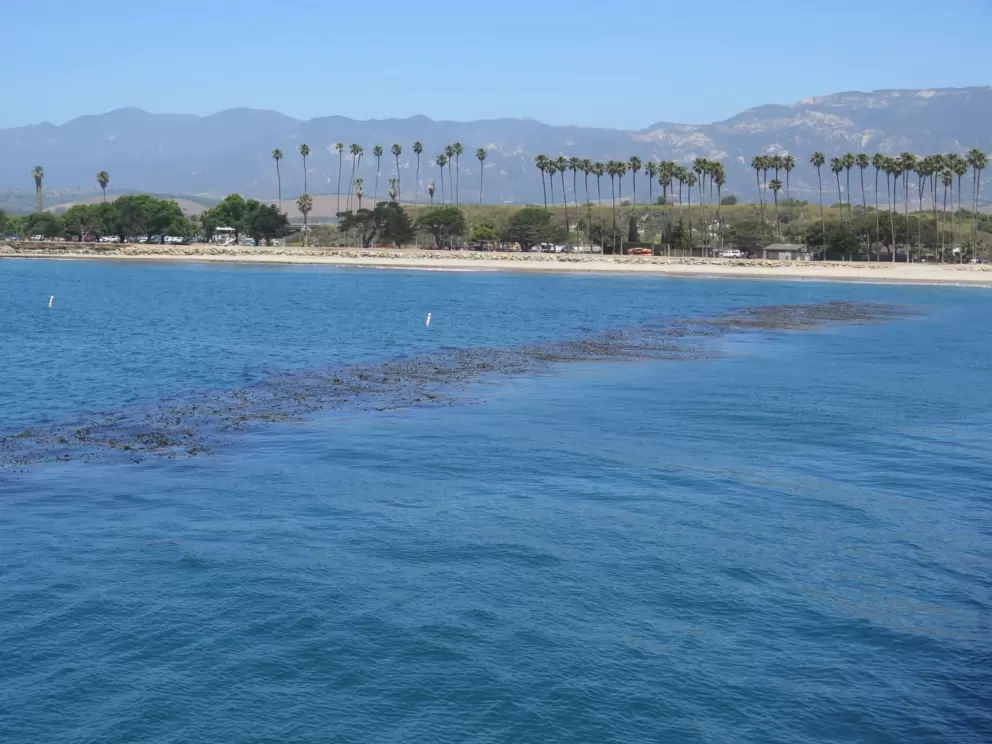 Rows of palm trees make this a quintessential California beach.