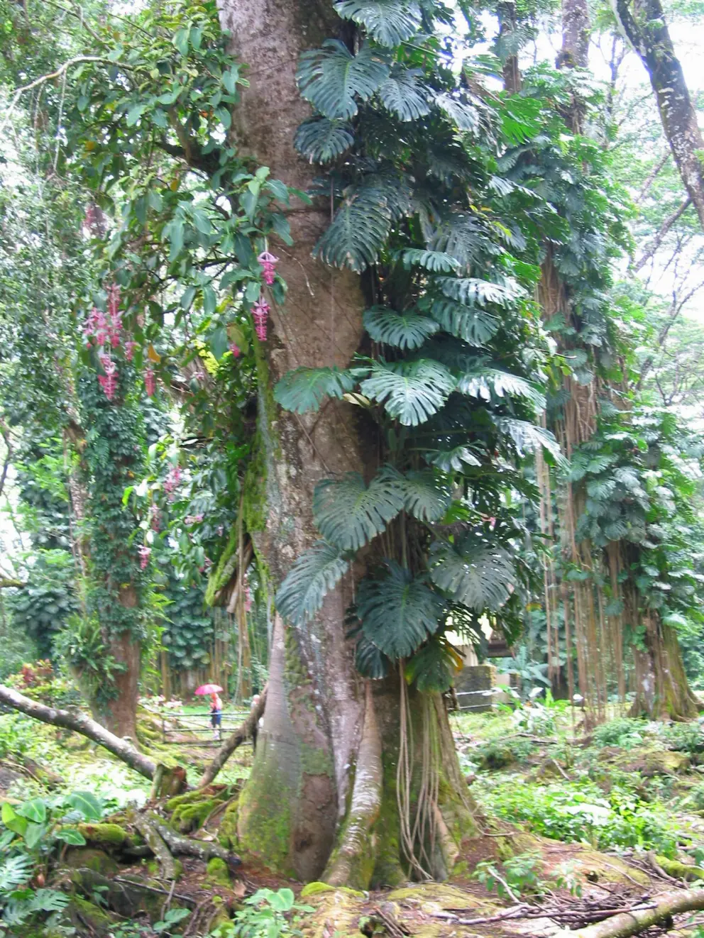 Lush forest in Lava Tree State Park.