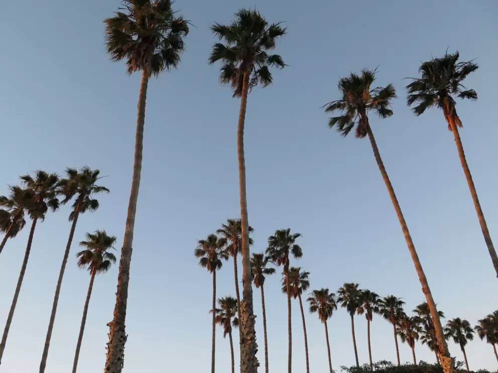 California dreamin...