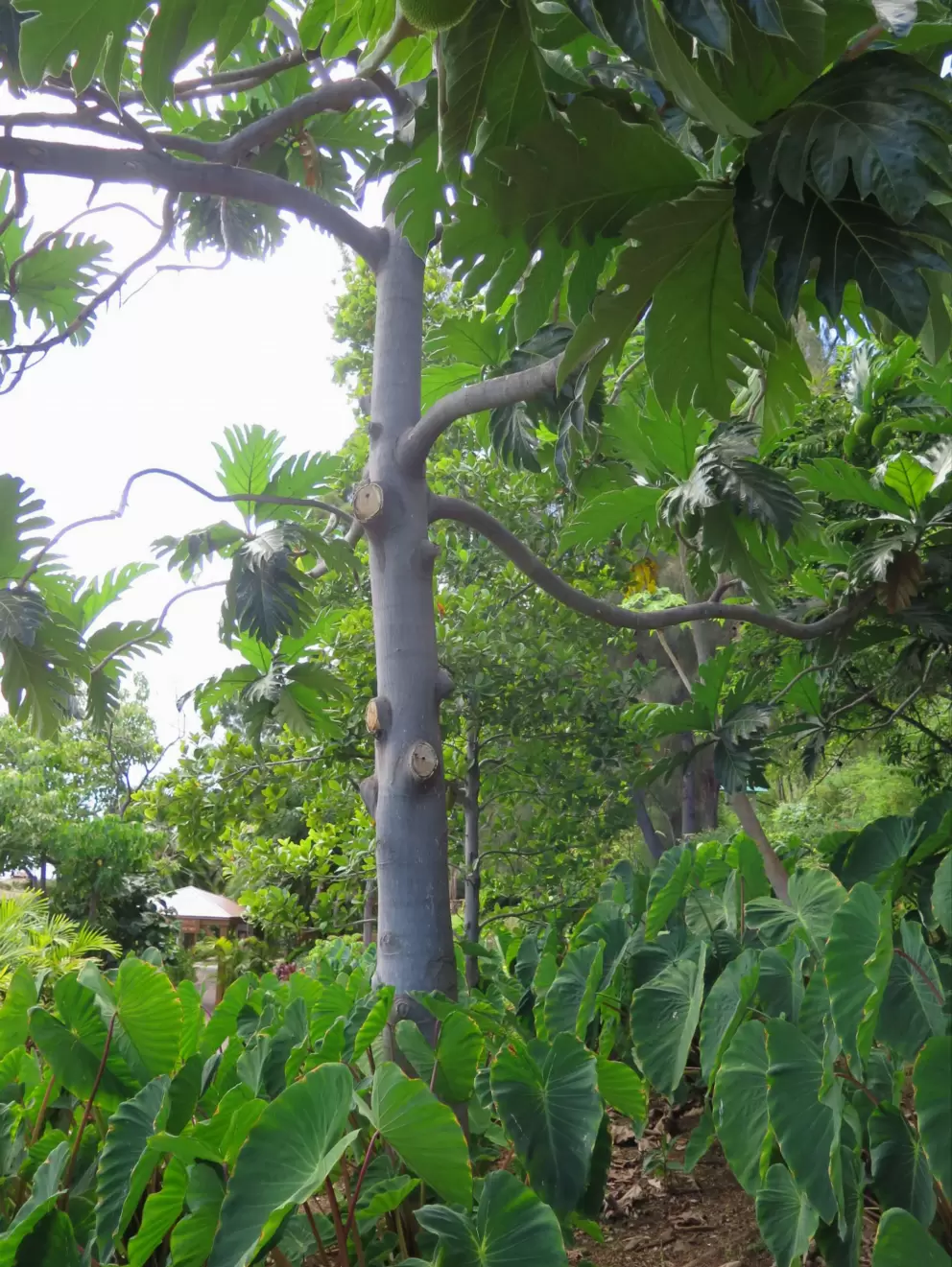 A tropical tree.