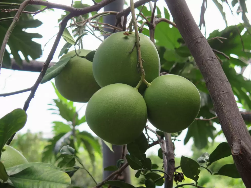 Cute fruit.