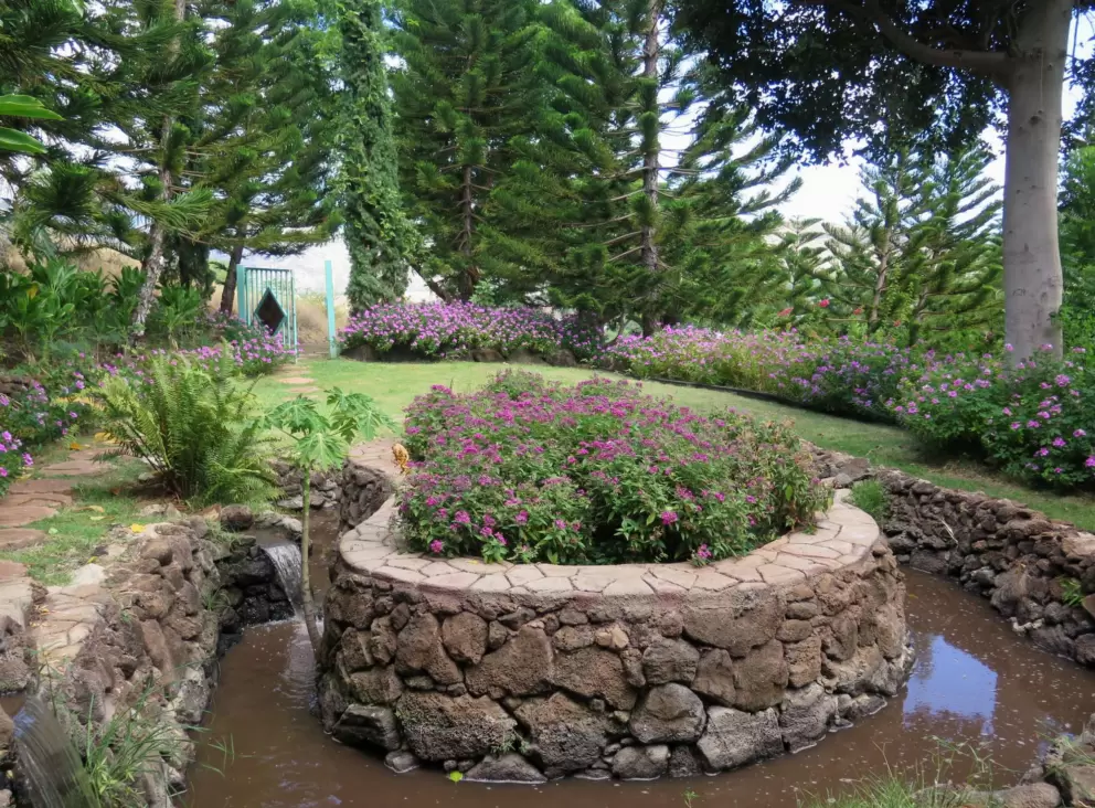 Little pond with island, surrounded by Norfolk pines.