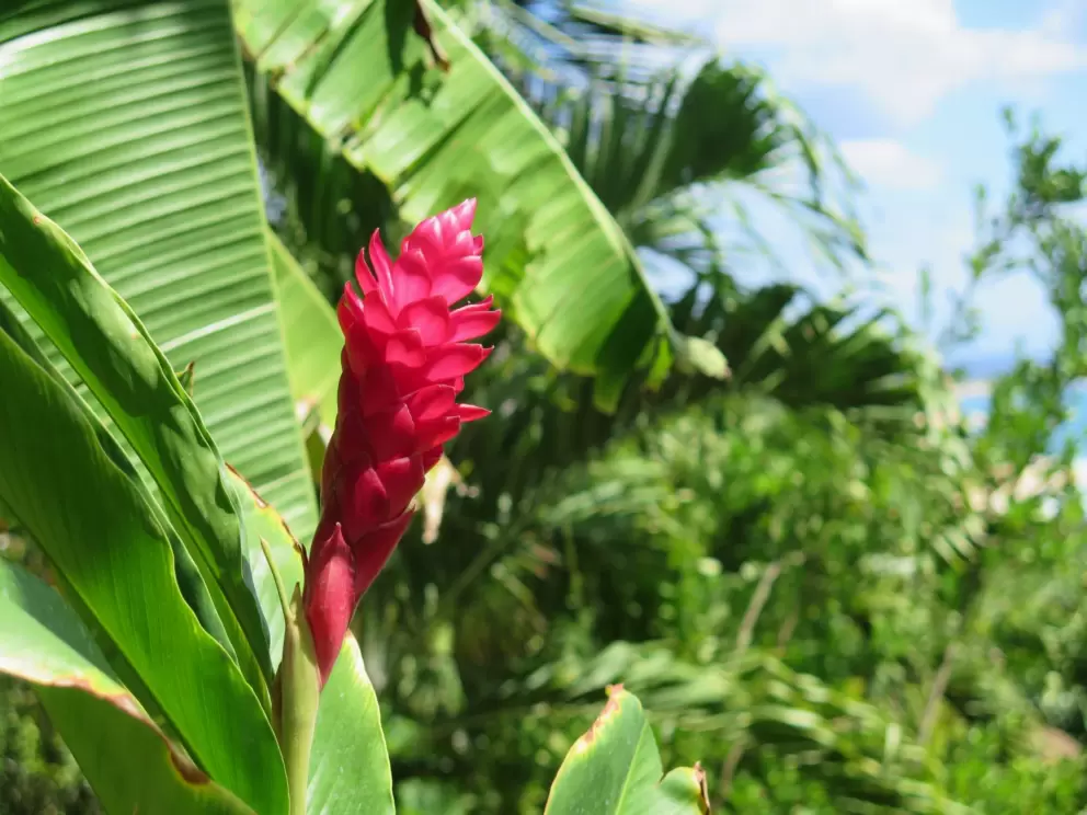 Red ginger is gorgeous!