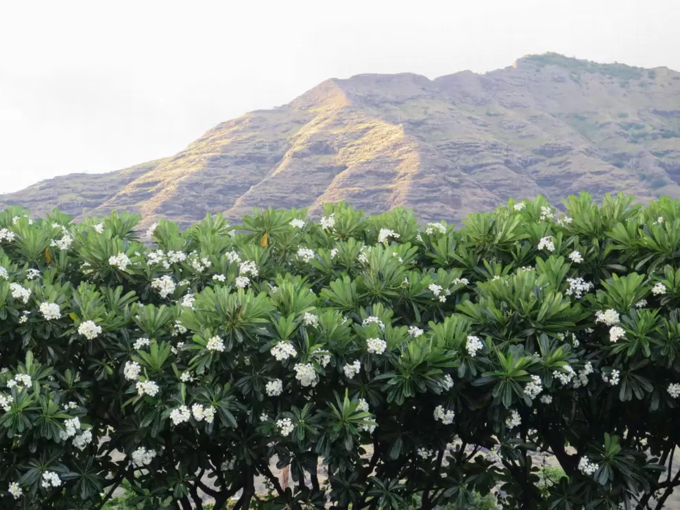 Plumeria trees and mountain views from the parking lot of Hawaiian Princess condos.