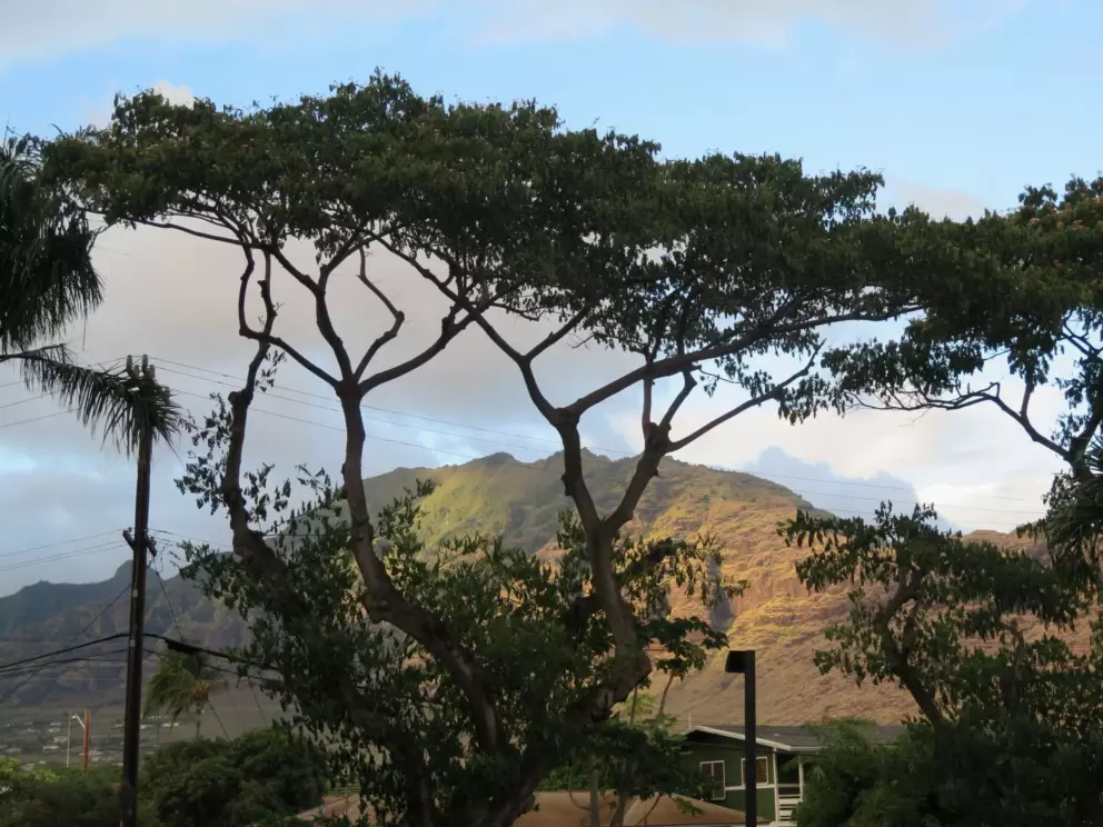 I love the light on the mountains, and the shape of the trees.