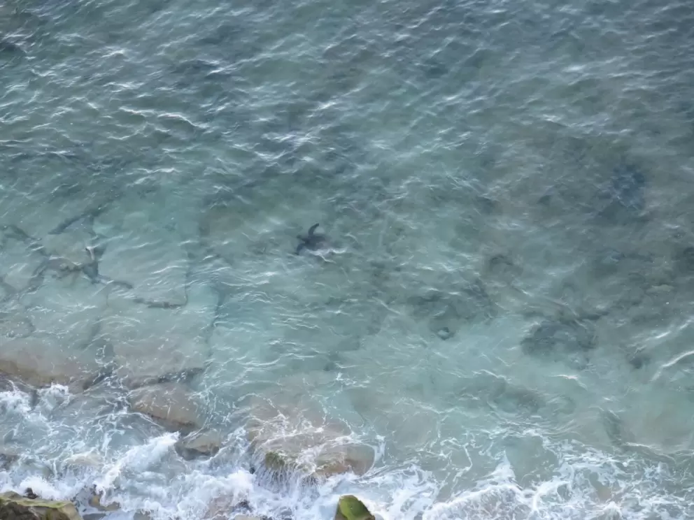 Turtle going for an early morning swim.
