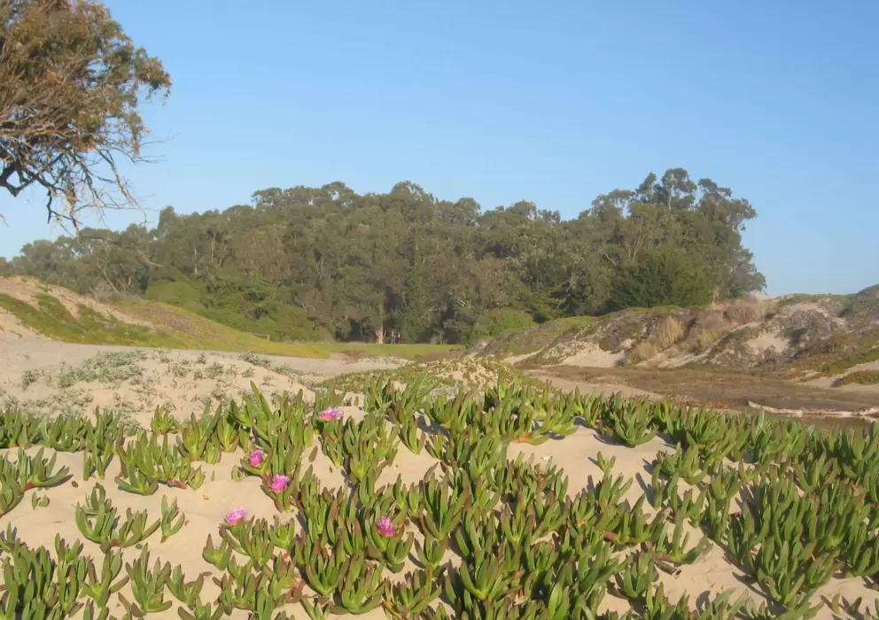 Flowers on the dunes and a strand of cypress in the background.