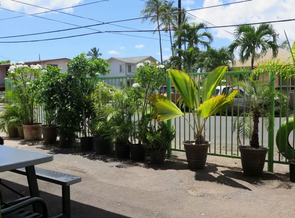 Plants and lime green fence, outside at Dan's Maili Shave Ice, seven minutes drive south of the gardens.