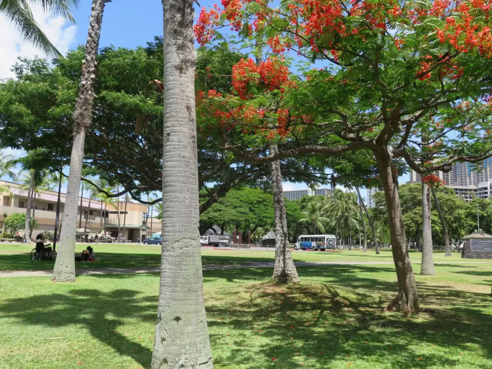Shady spot to sit and a red flowering tree in front of the Army Museum.