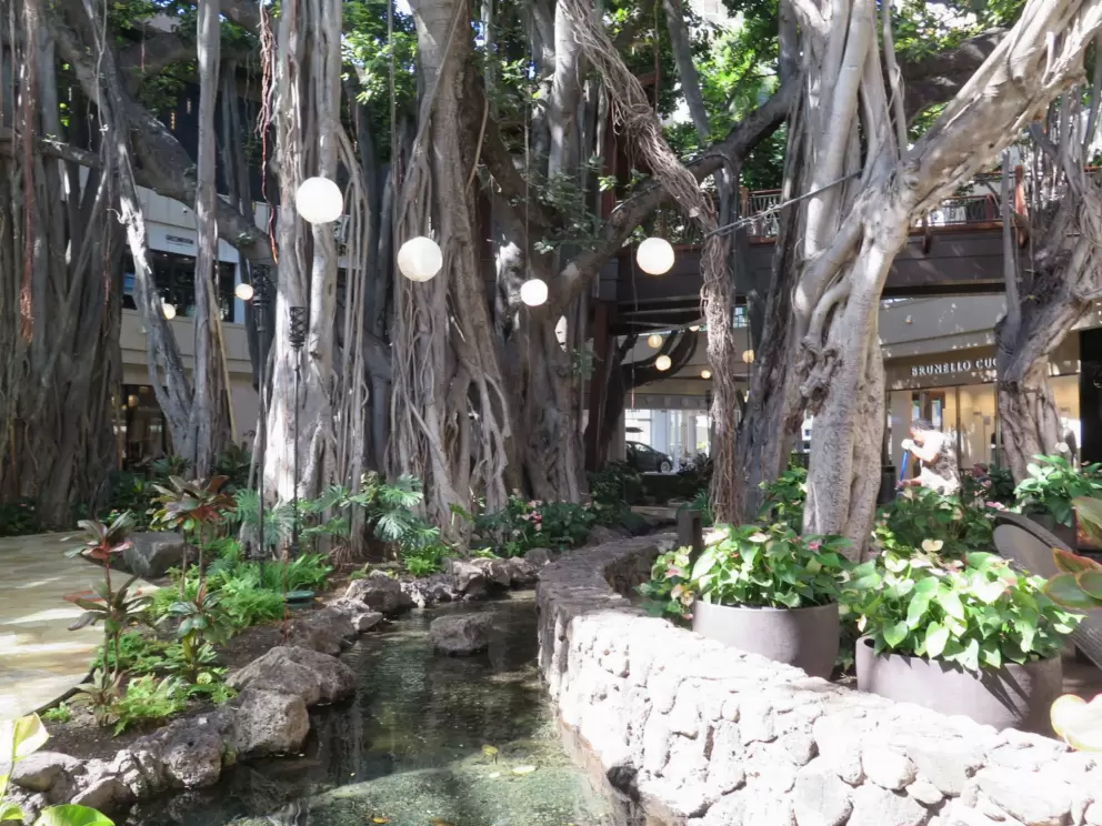 Stream under the banyan tree.