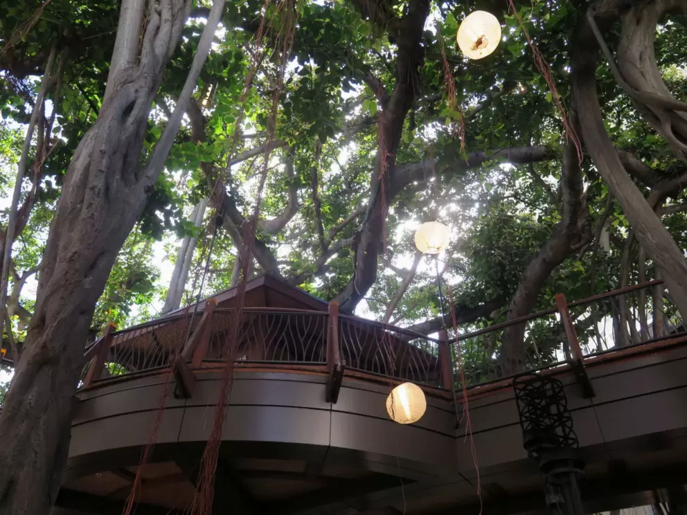 Tarzan ropes hanging from the banyan tree.