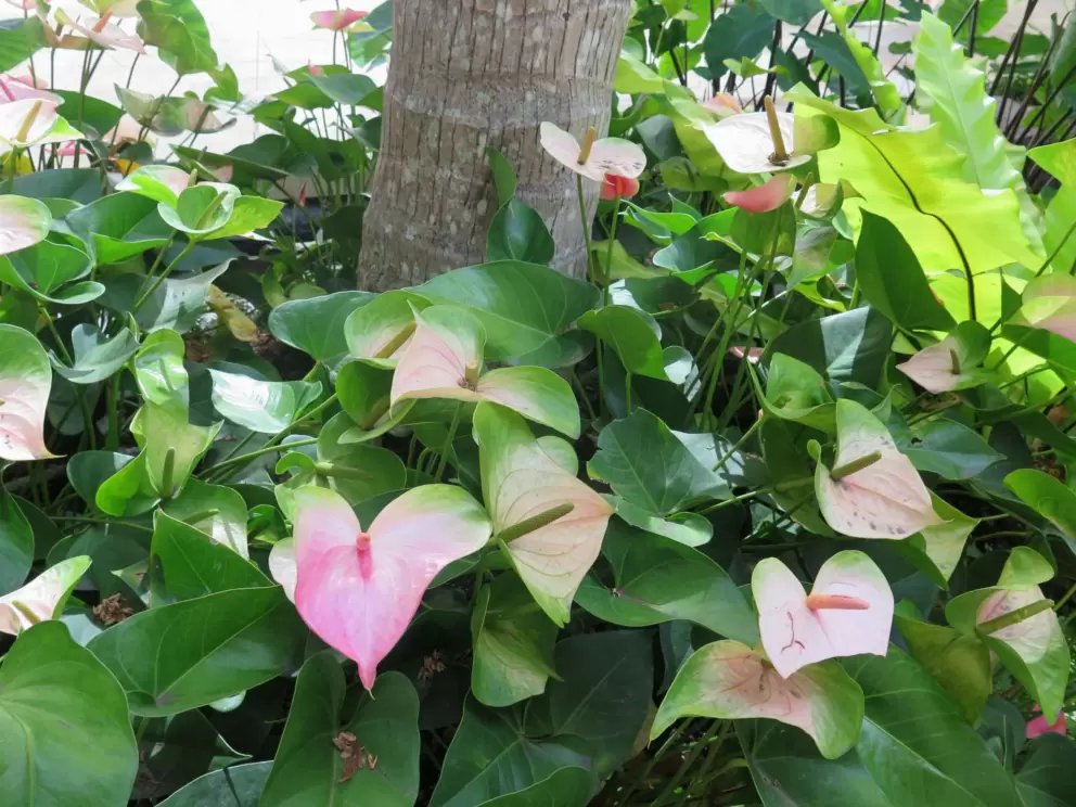 Pink anthuriums that make your heart melt.