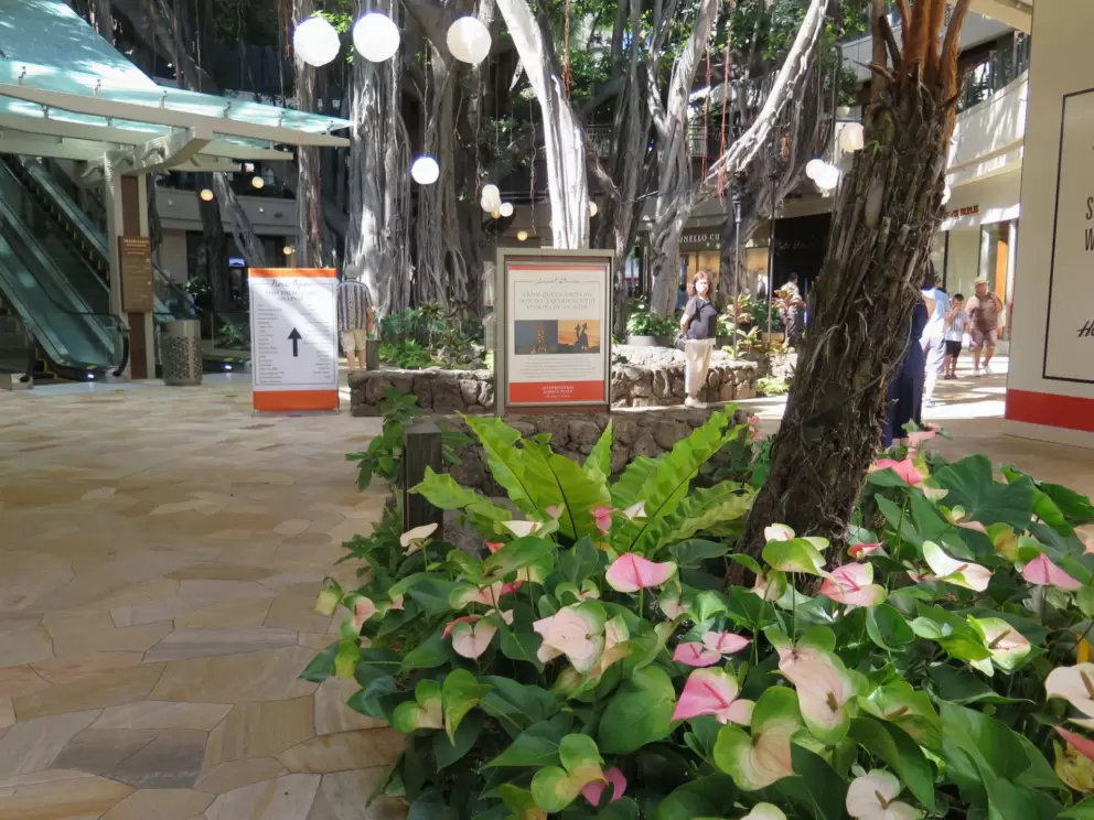 Pink anthuriums in the middle of the mall.