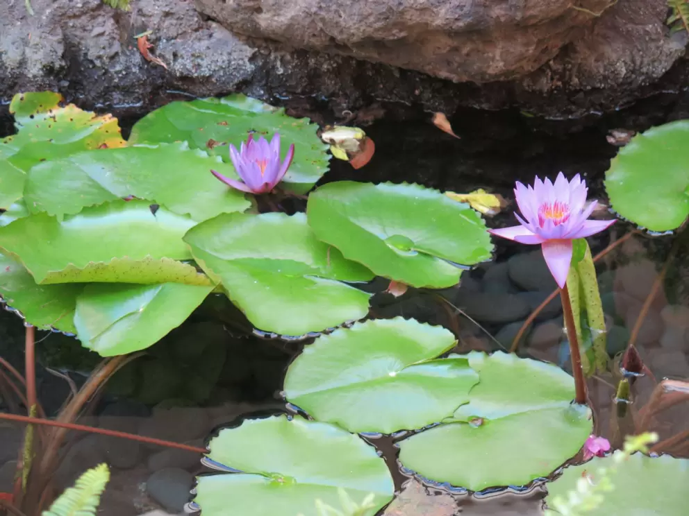 Water lilies in the stream.