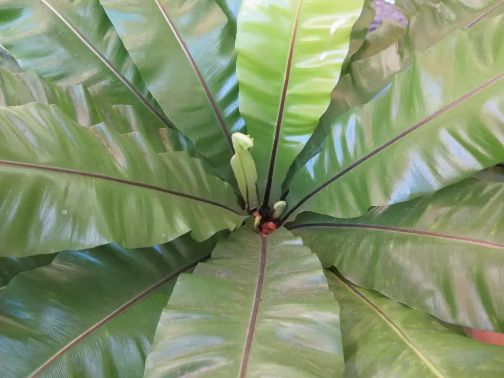 Beautiful crinkly plant.